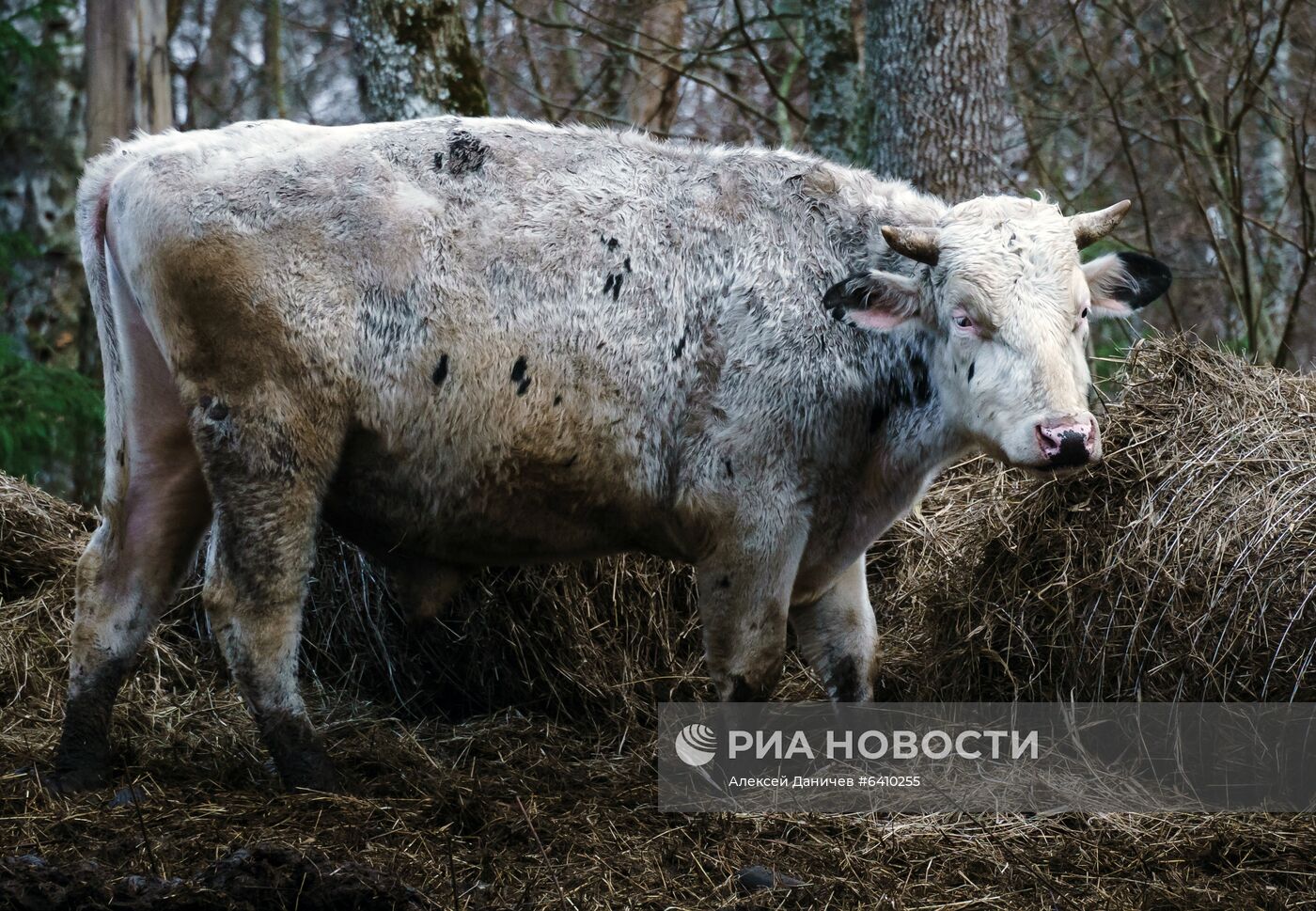 Зоопарк "Приют Белоснежки" в Ленинградской области