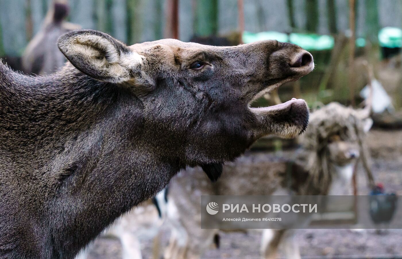 Зоопарк "Приют Белоснежки" в Ленинградской области