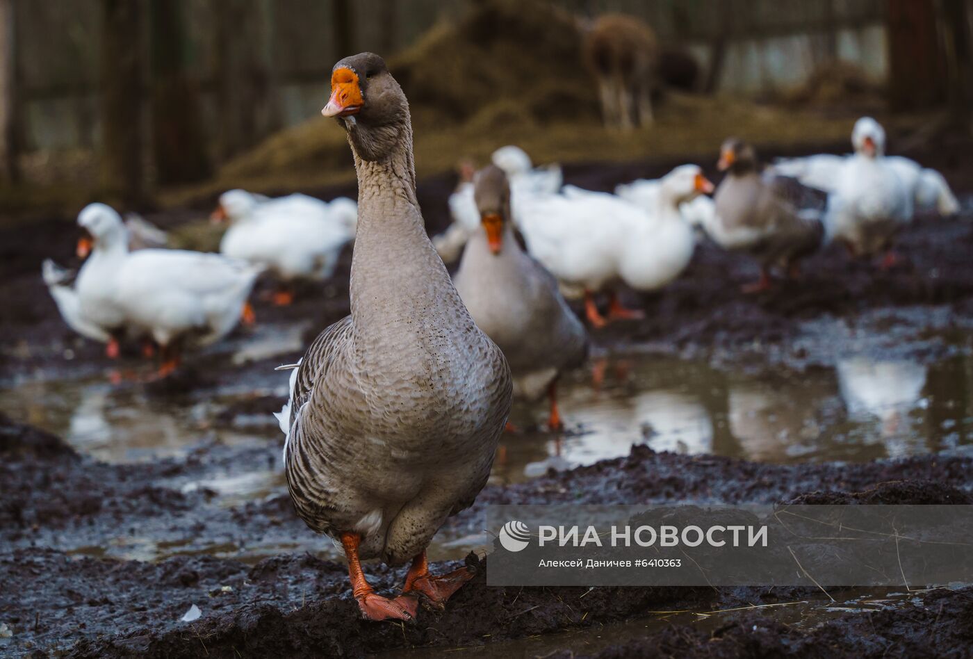 Зоопарк "Приют Белоснежки" в Ленинградской области