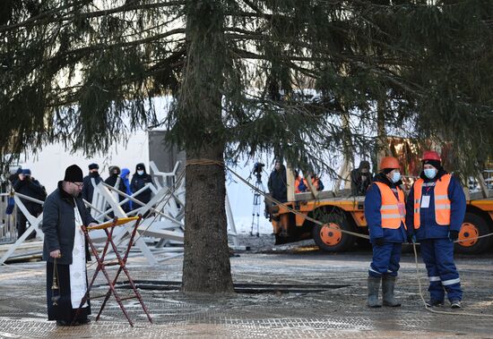 Рубка главной новогодней елки страны в Подмосковье