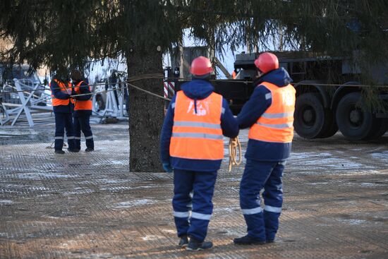 Рубка главной новогодней елки страны в Подмосковье