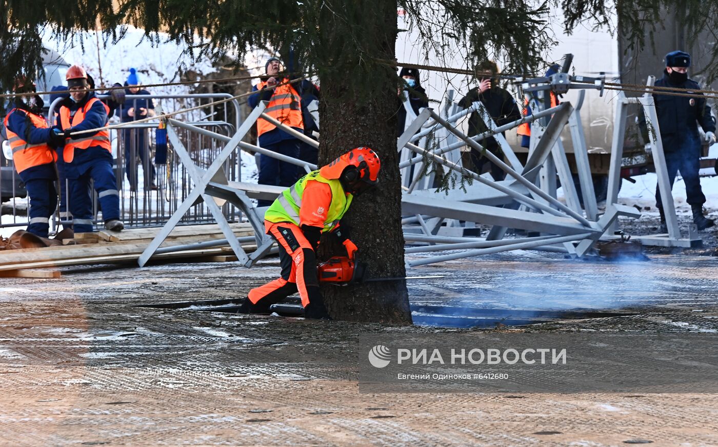 Рубка главной новогодней елки страны в Подмосковье