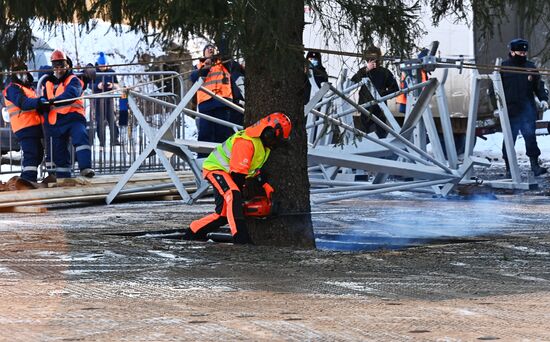 Рубка главной новогодней елки страны в Подмосковье