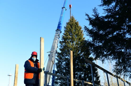 Рубка главной новогодней елки страны в Подмосковье