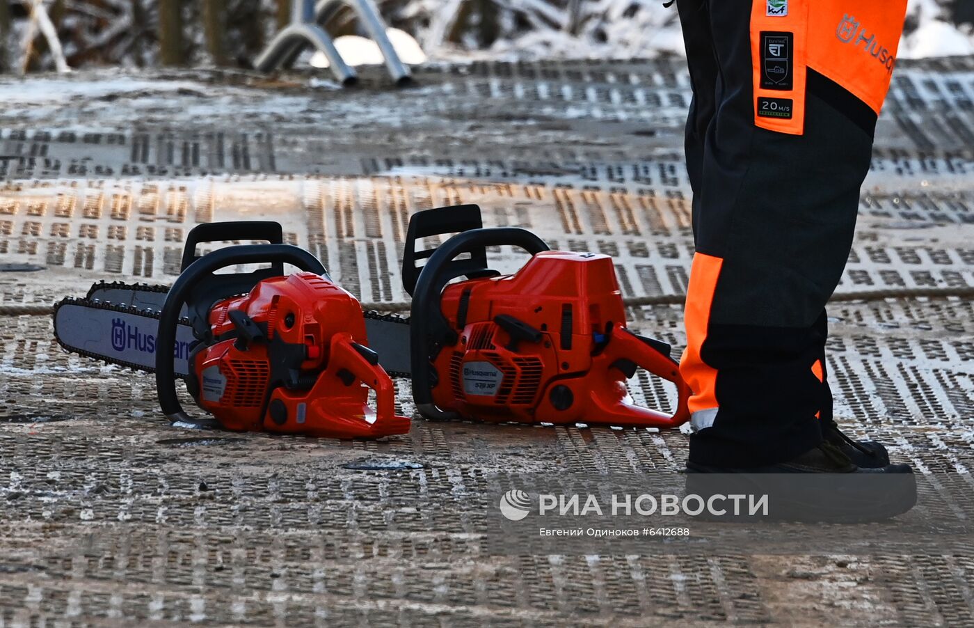 Рубка главной новогодней елки страны в Подмосковье