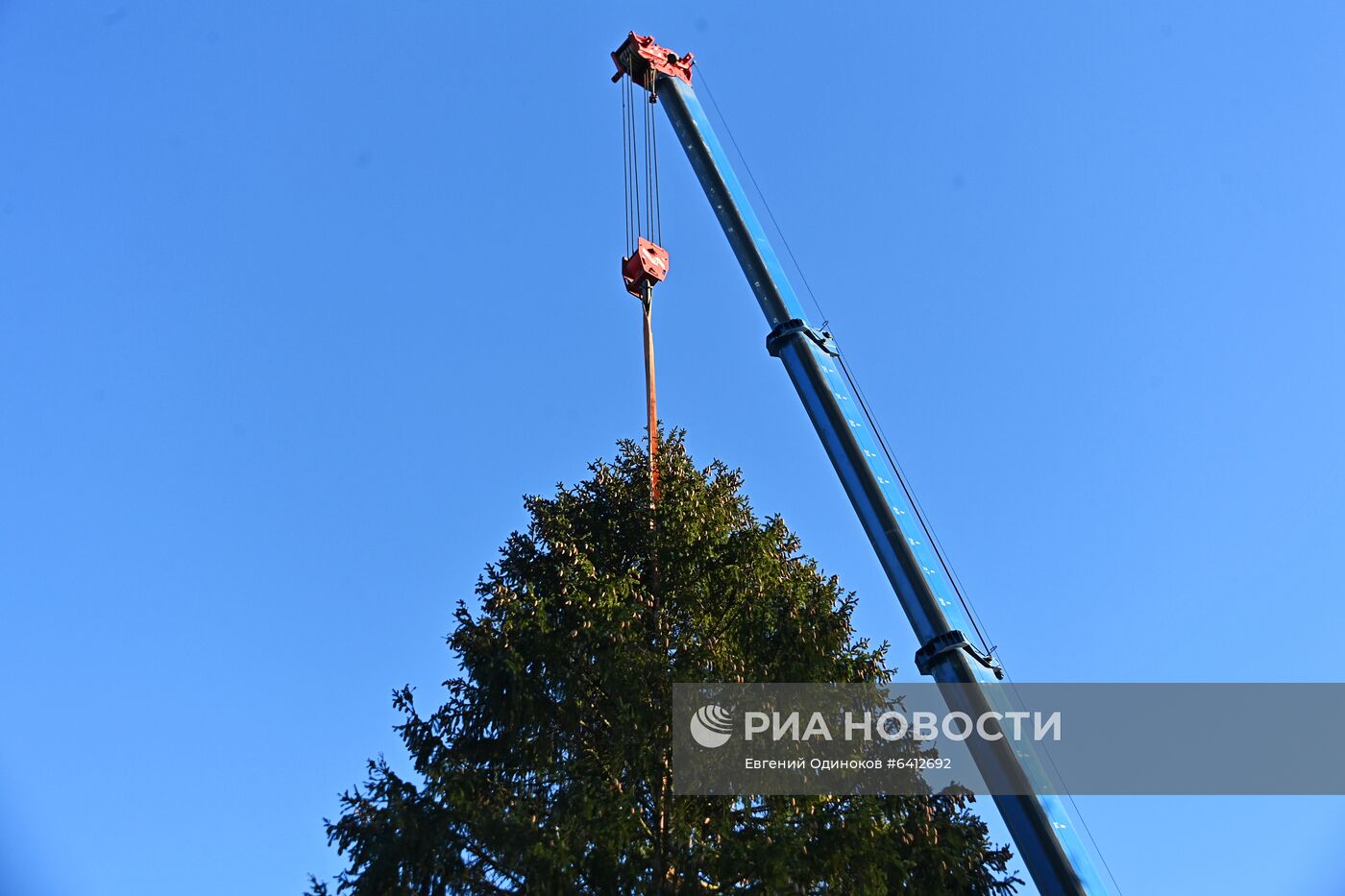 Рубка главной новогодней елки страны в Подмосковье