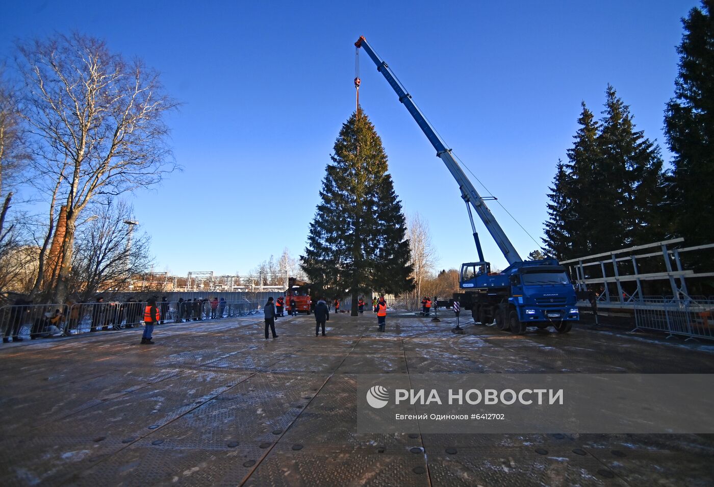 Рубка главной новогодней елки страны в Подмосковье