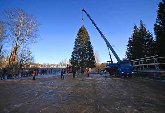 Рубка главной новогодней елки страны в Подмосковье