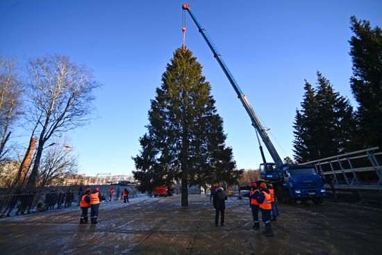 Рубка главной новогодней елки страны в Подмосковье