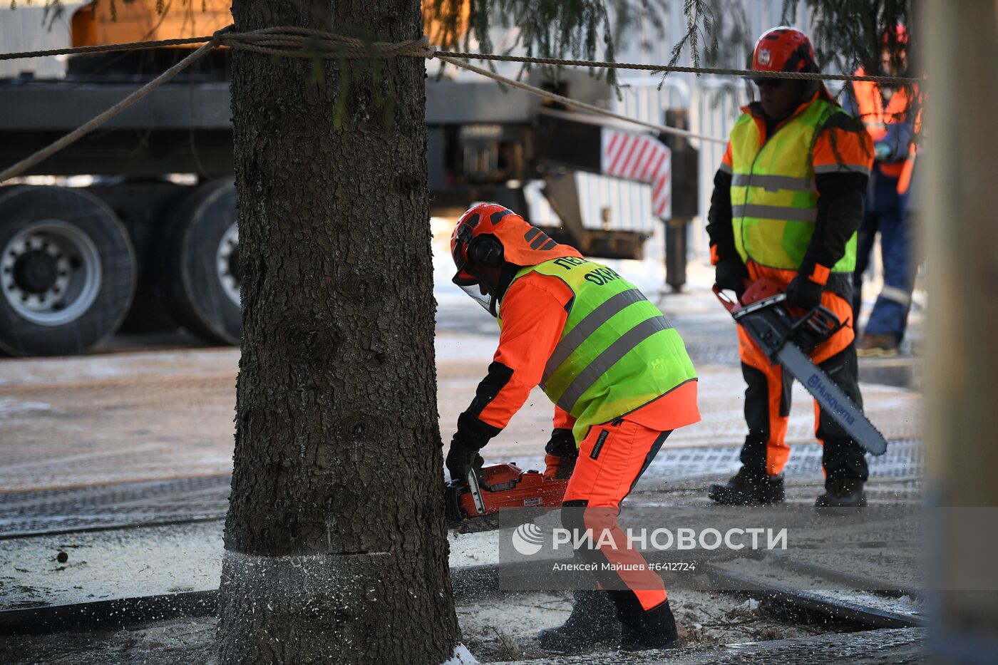 Рубка главной новогодней елки страны в Подмосковье