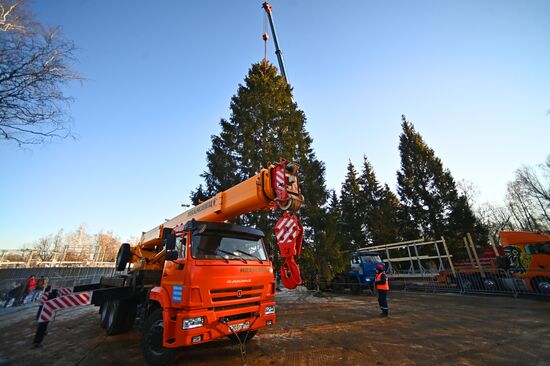 Рубка главной новогодней елки страны в Подмосковье