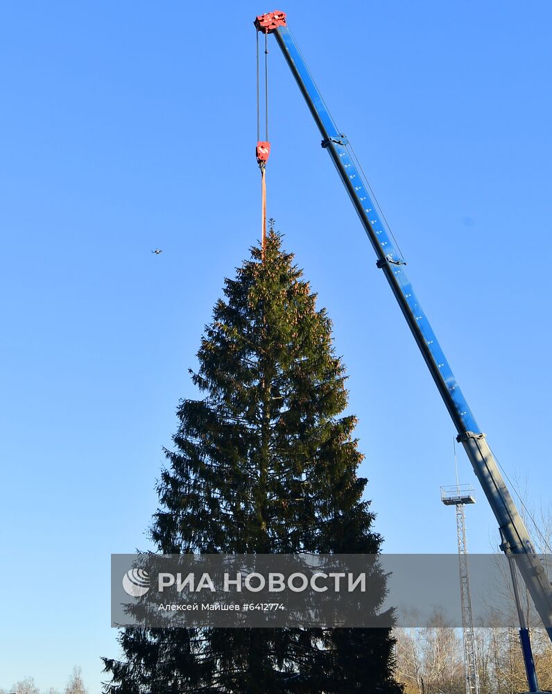 Рубка главной новогодней елки страны в Подмосковье