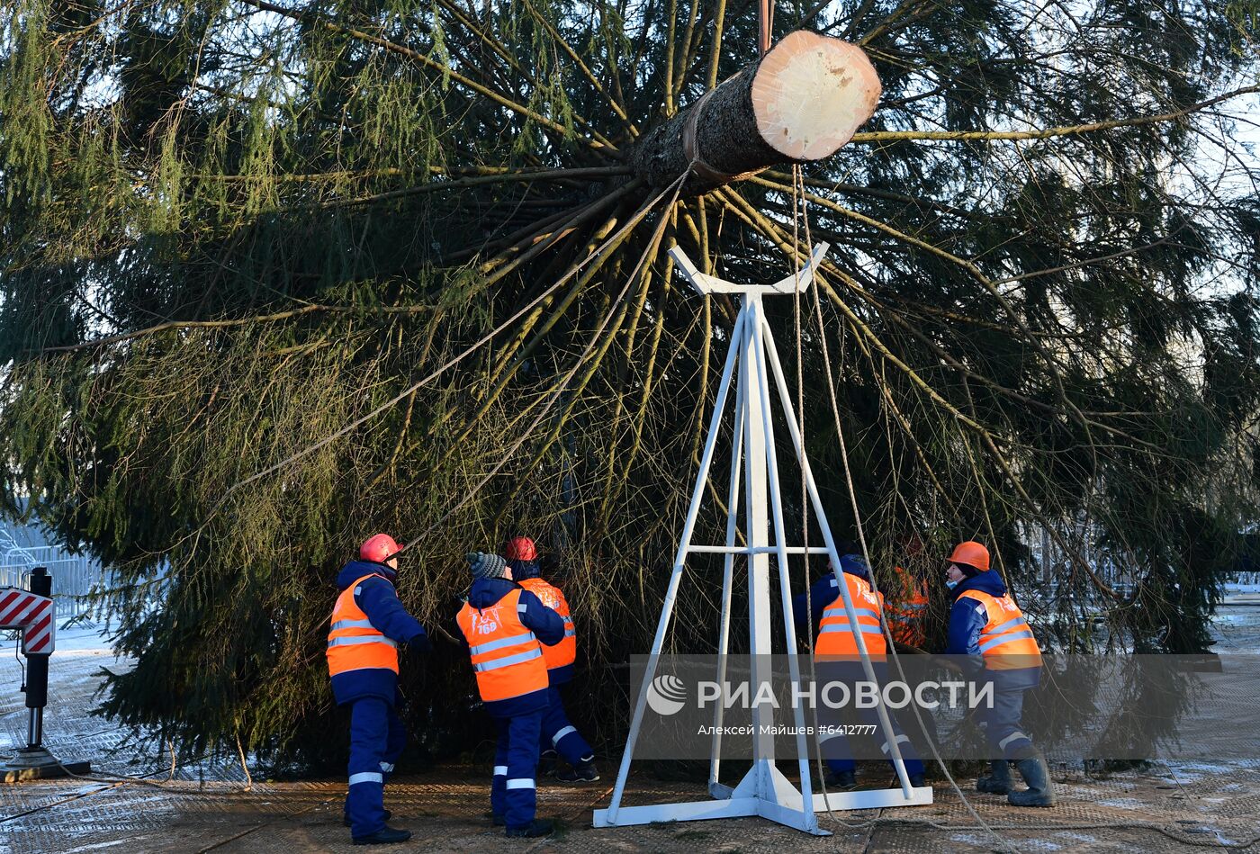 Рубка главной новогодней елки страны в Подмосковье