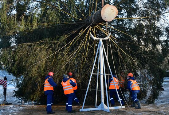 Рубка главной новогодней елки страны в Подмосковье