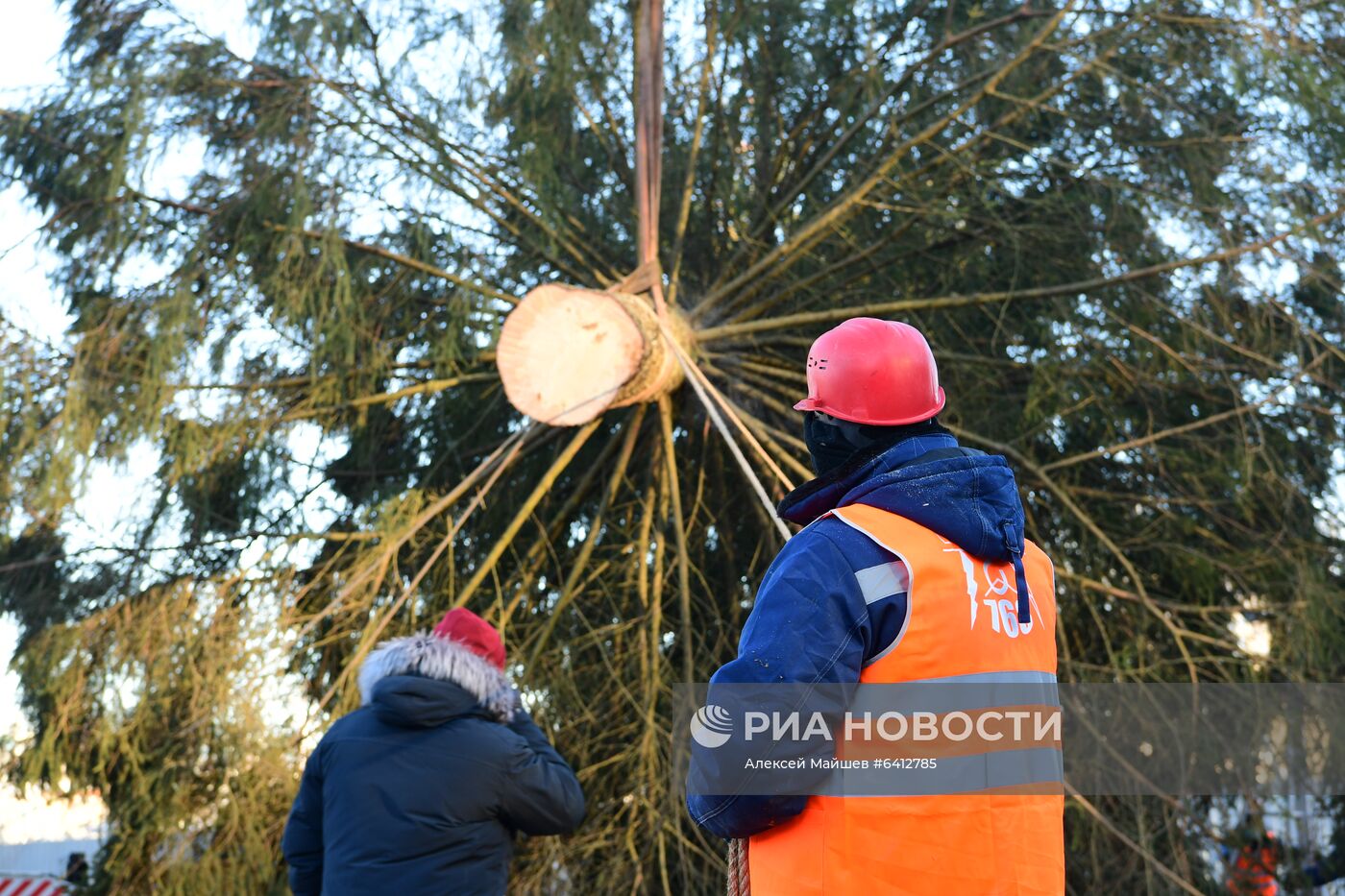 Рубка главной новогодней елки страны в Подмосковье