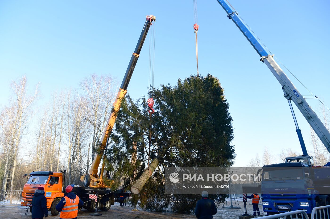 Рубка главной новогодней елки страны в Подмосковье