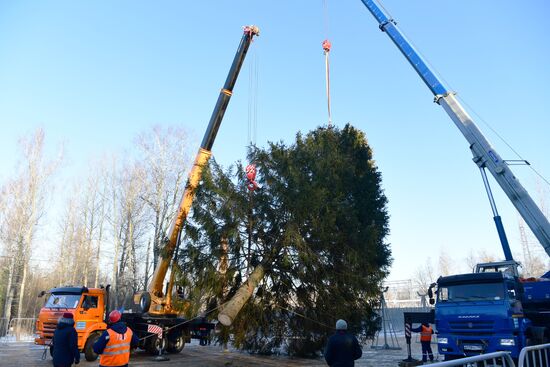 Рубка главной новогодней елки страны в Подмосковье