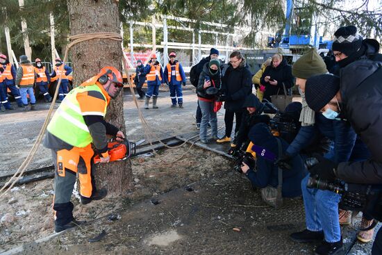 Рубка главной новогодней елки страны в Подмосковье