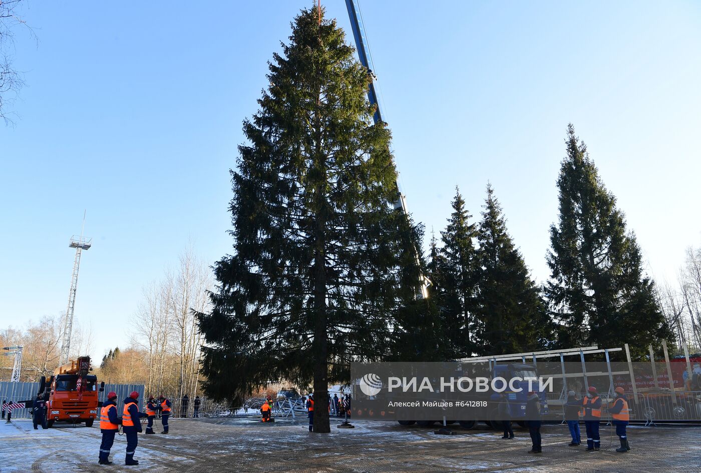 Рубка главной новогодней елки страны в Подмосковье