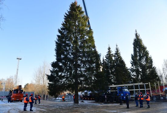 Рубка главной новогодней елки страны в Подмосковье