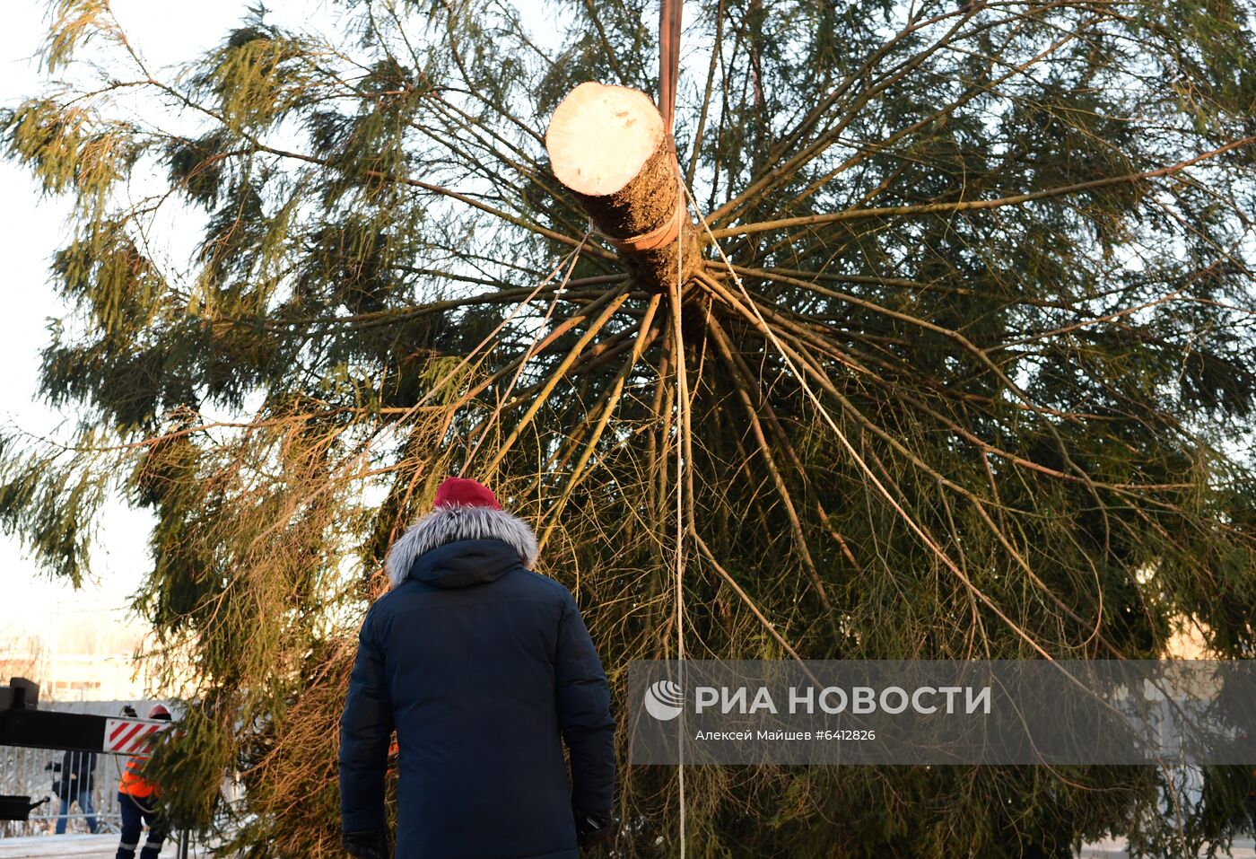 Рубка главной новогодней елки страны в Подмосковье