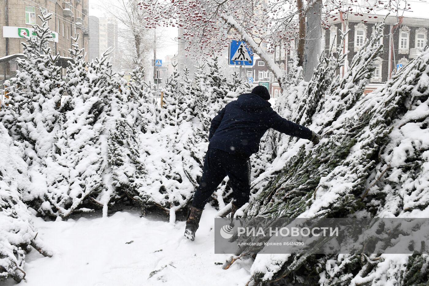 Елочные базары в Новосибирске