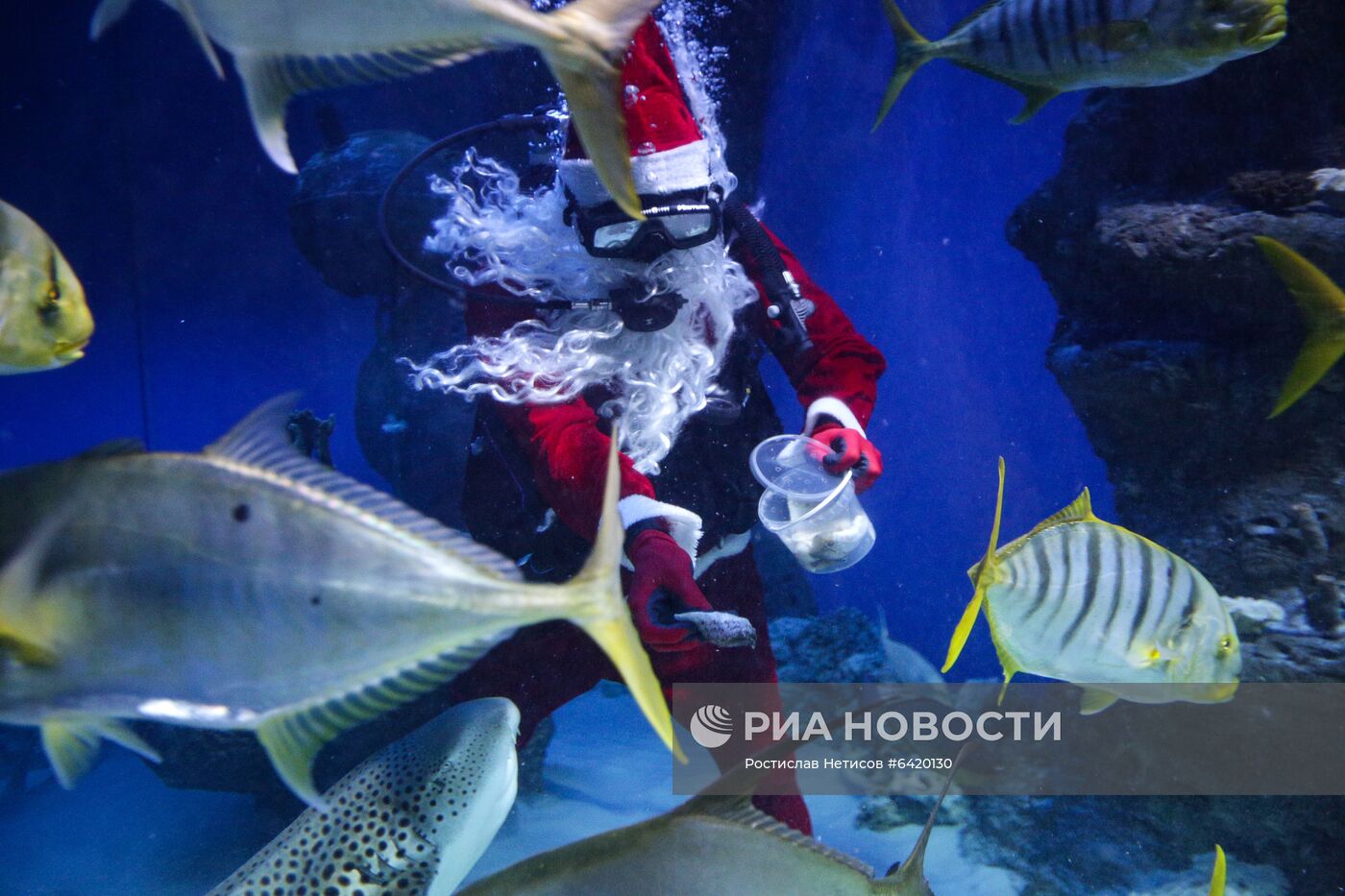 Дайвер в костюме Деда Мороза в новосибирском океанариуме 