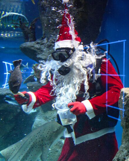 Дайвер в костюме Деда Мороза в новосибирском океанариуме 