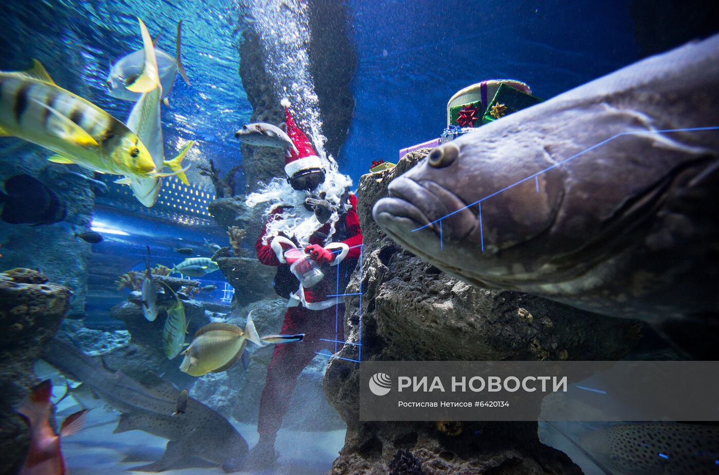 Дайвер в костюме Деда Мороза в новосибирском океанариуме 