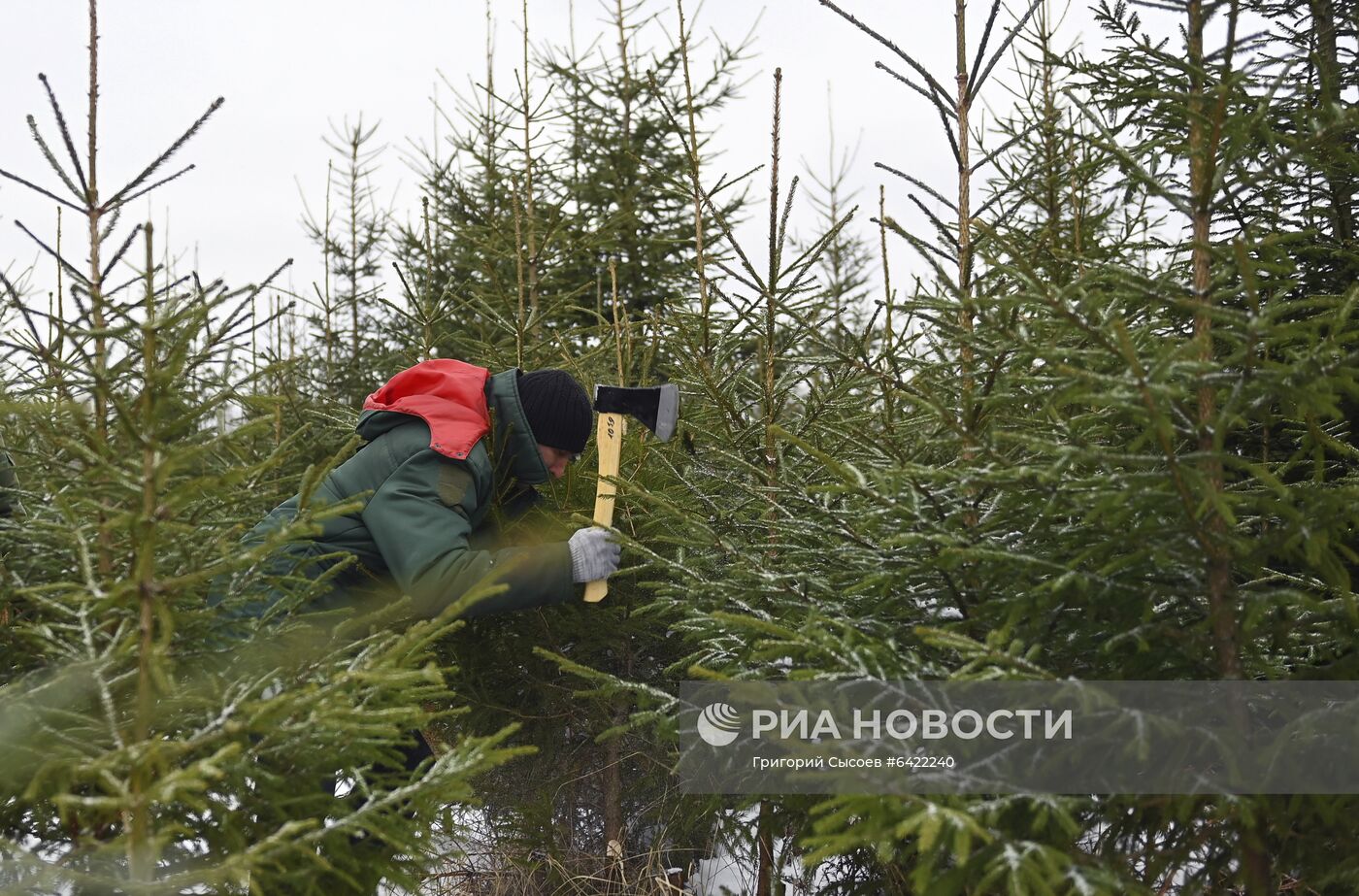 Новогодняя акция "Ель домой – всей семьёй"