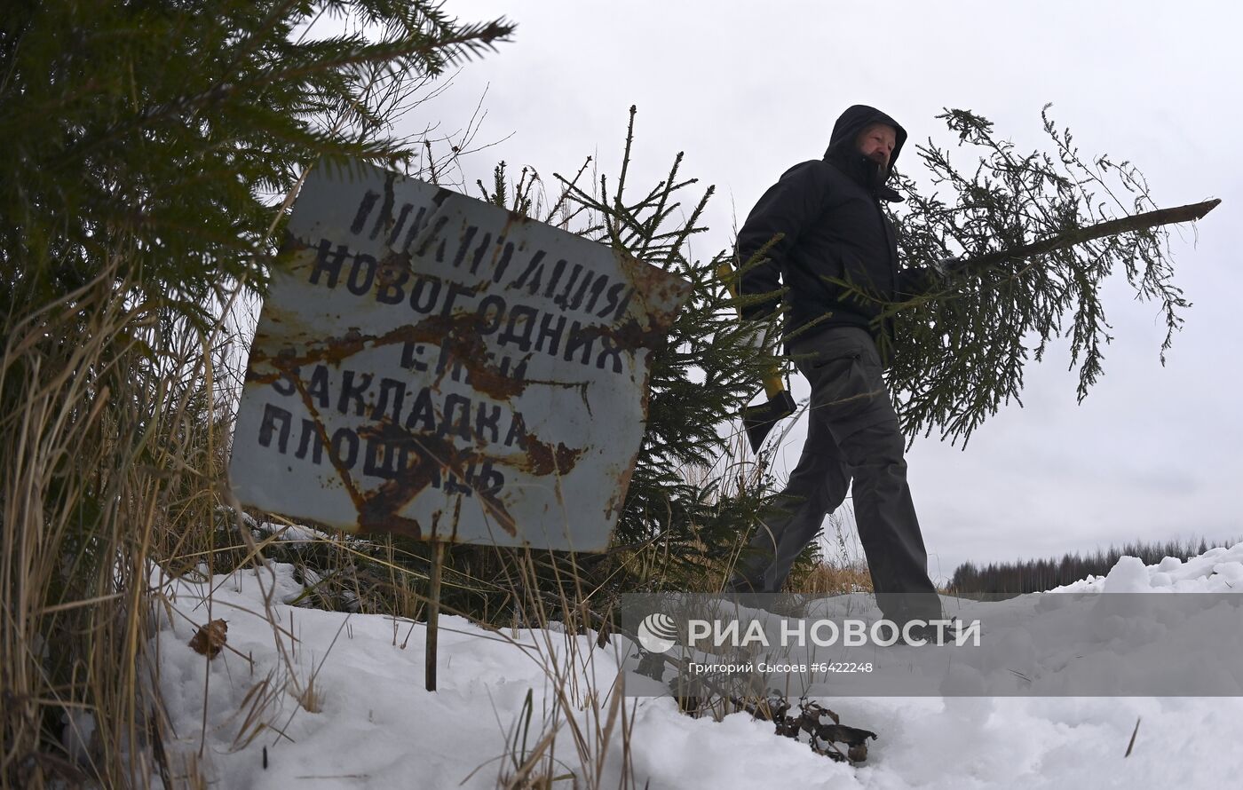 Новогодняя акция "Ель домой – всей семьёй"