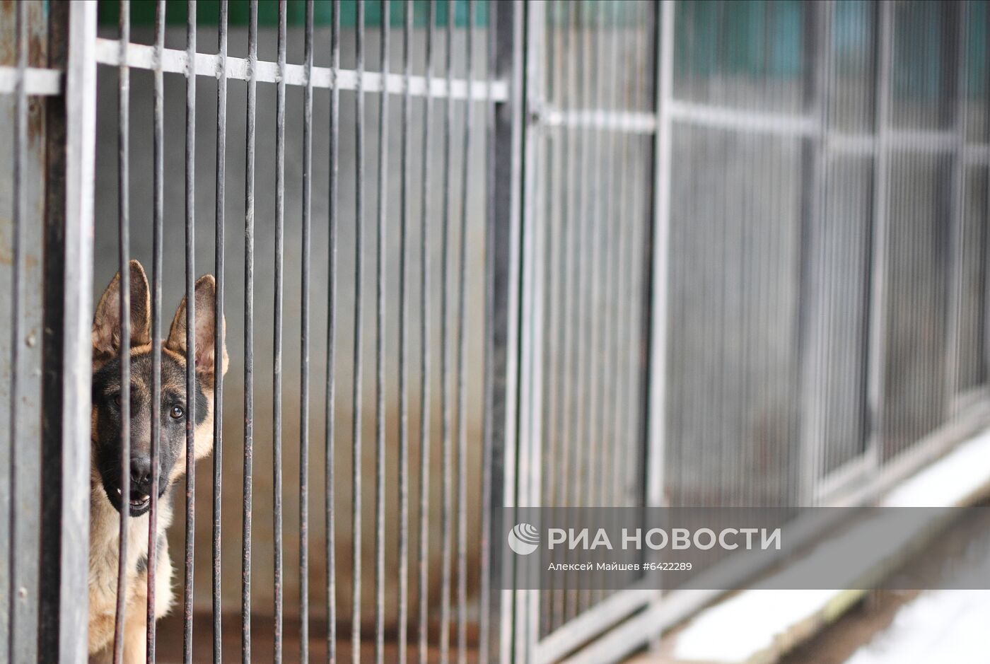 Кинологический центр УВД на Московском метрополитене