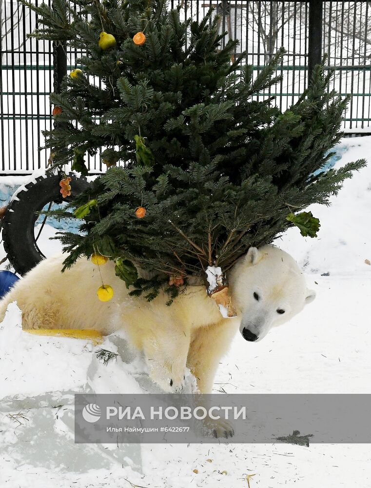 Новогодние мероприятия в парке флоры и фауны "Роев ручей"