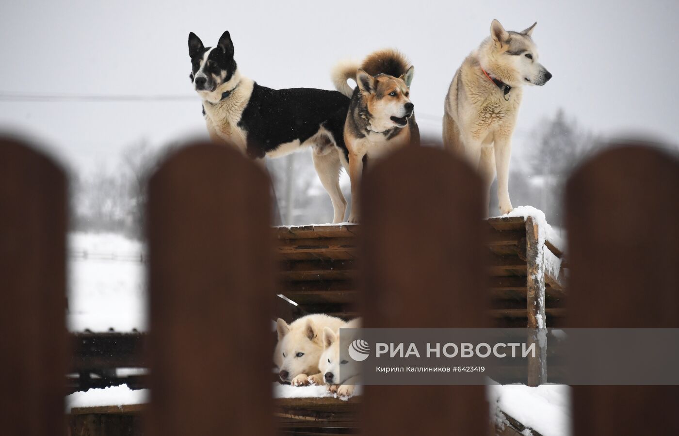 Хаски-деревня "Рузская Аляска"