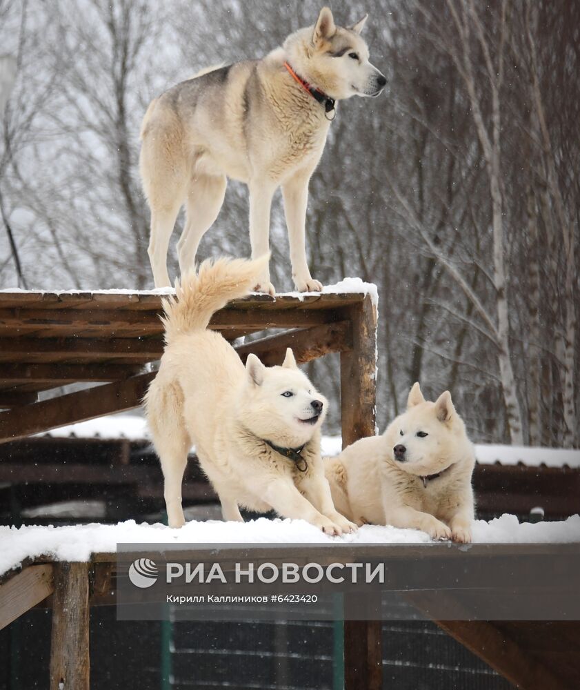 Хаски-деревня "Рузская Аляска"