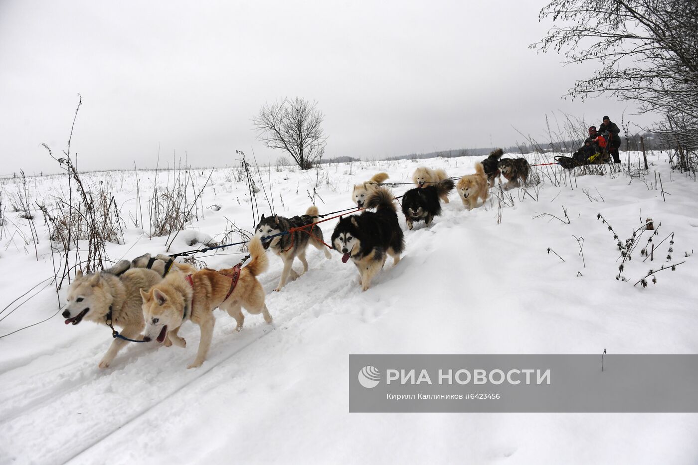 Хаски-деревня "Рузская Аляска"