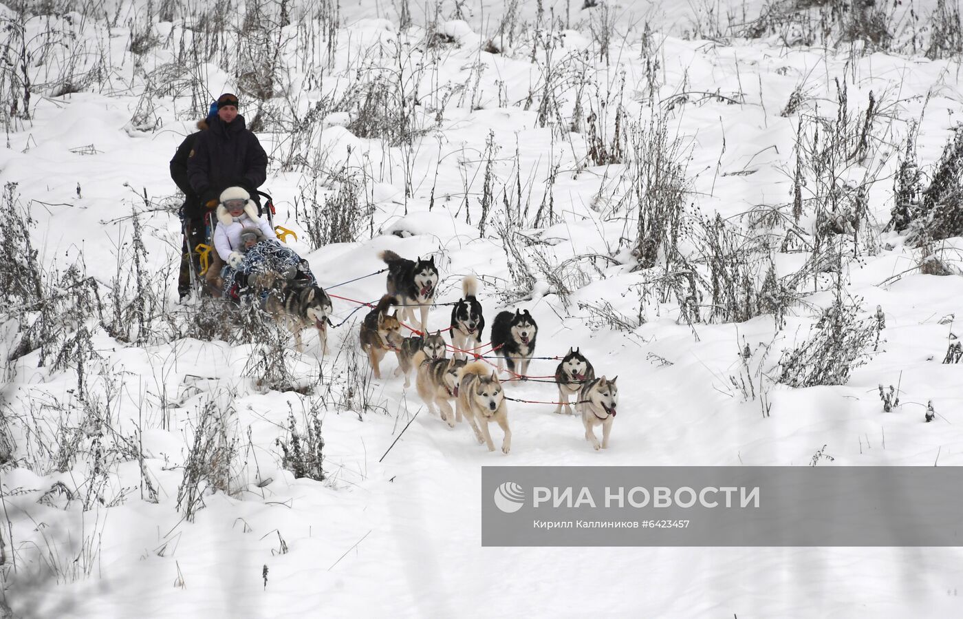 Хаски-деревня "Рузская Аляска"