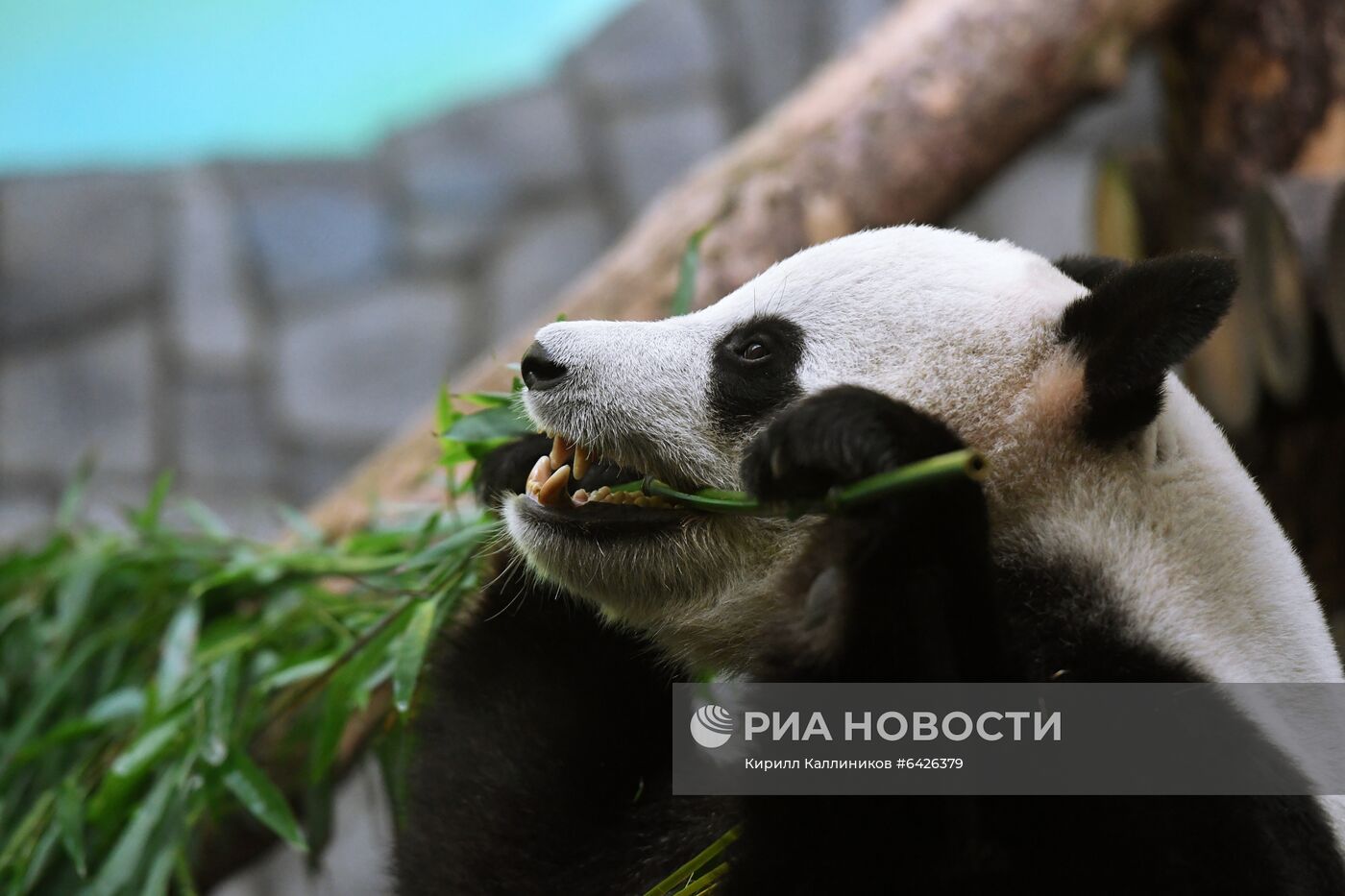 Акция "Елка желаний" для мальчика П. Лобусева 