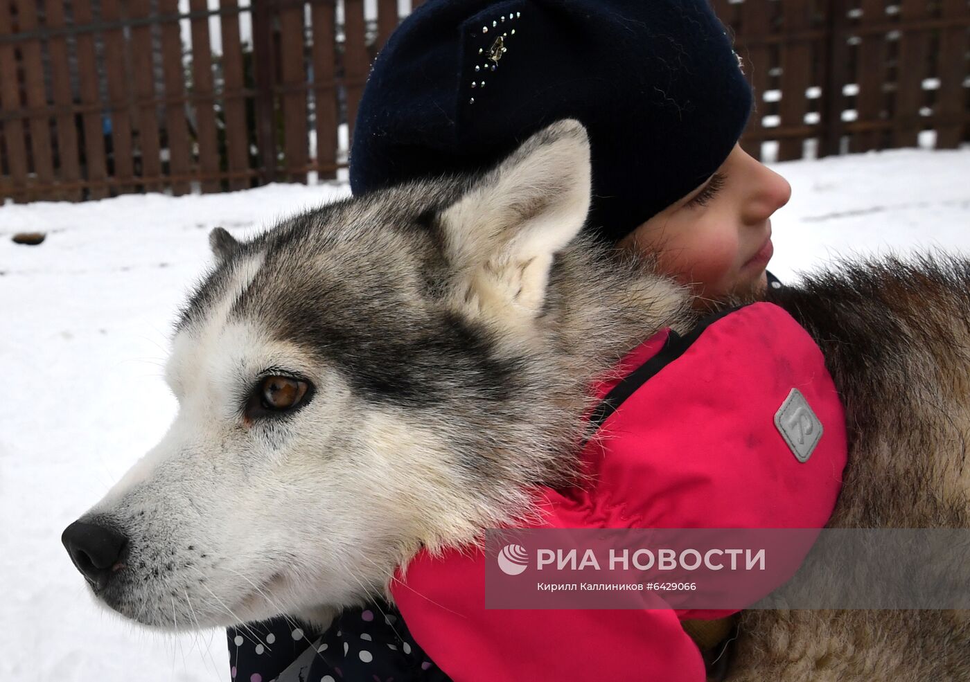 Хаски-деревня "Рузская Аляска"