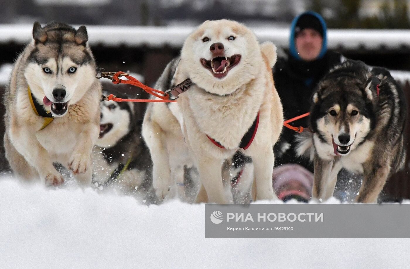 Хаски-деревня "Рузская Аляска"