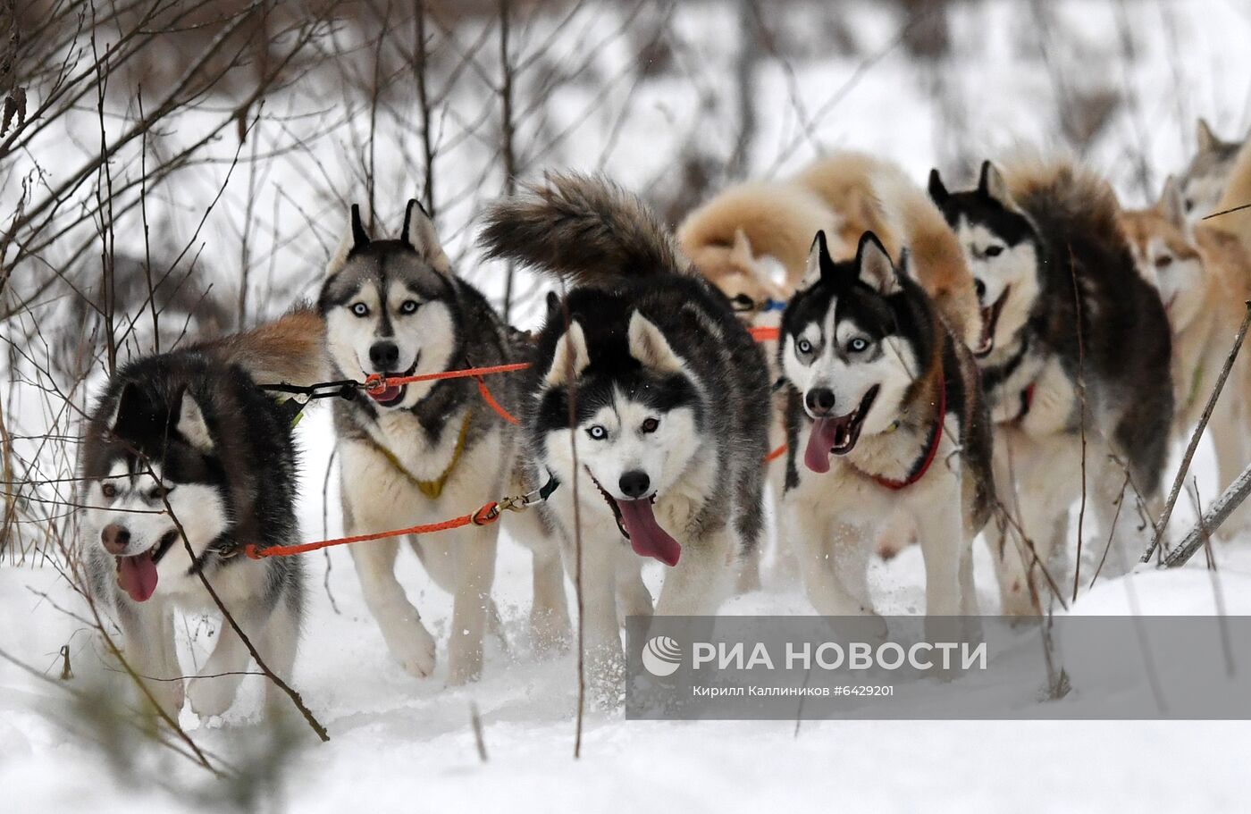 Хаски-деревня "Рузская Аляска"