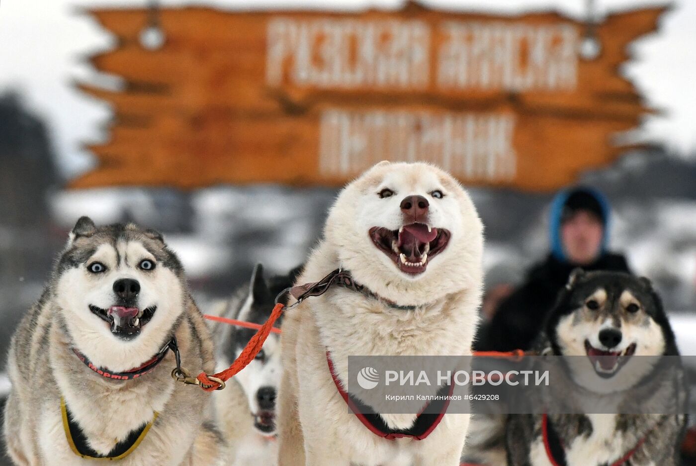 Хаски-деревня "Рузская Аляска"