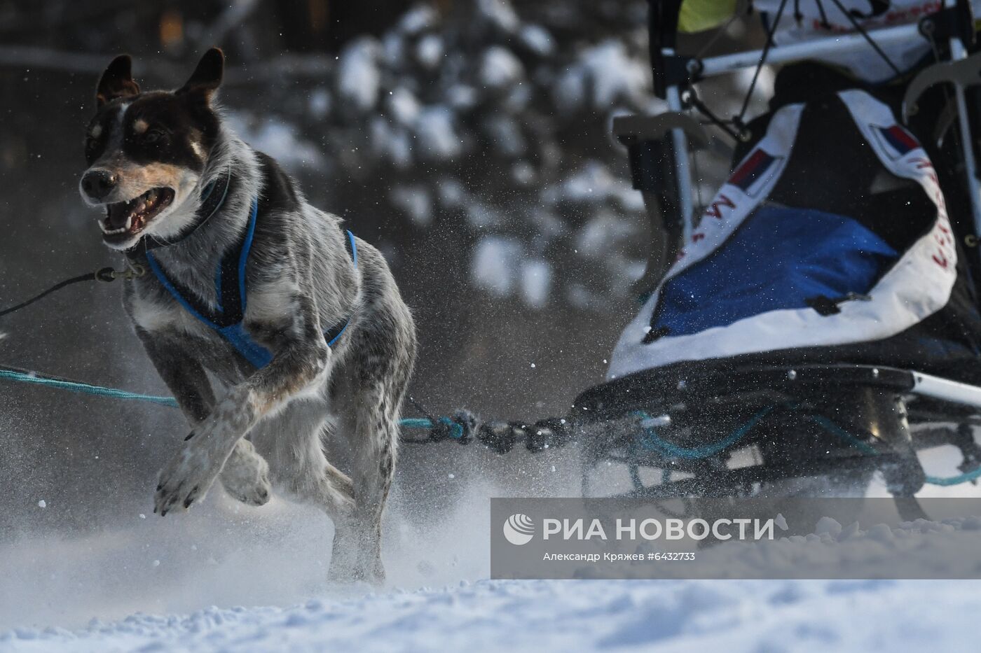 Соревнования по ездовому спорту "Рождественский заезд - 2021" в Новосибирской области
