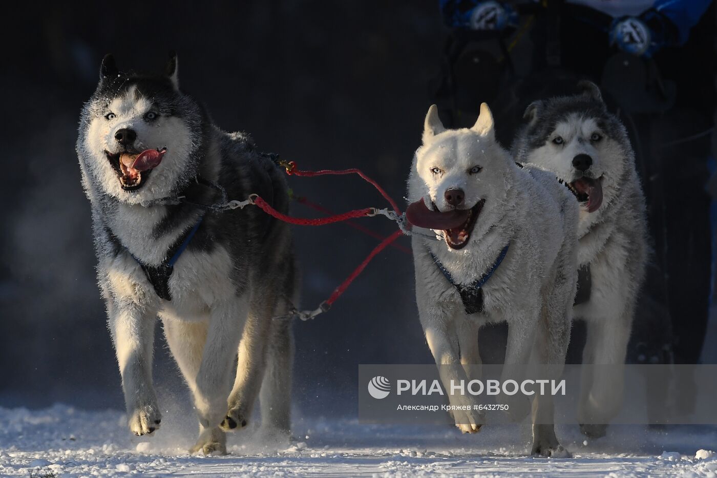 Соревнования по ездовому спорту "Рождественский заезд - 2021" в Новосибирской области