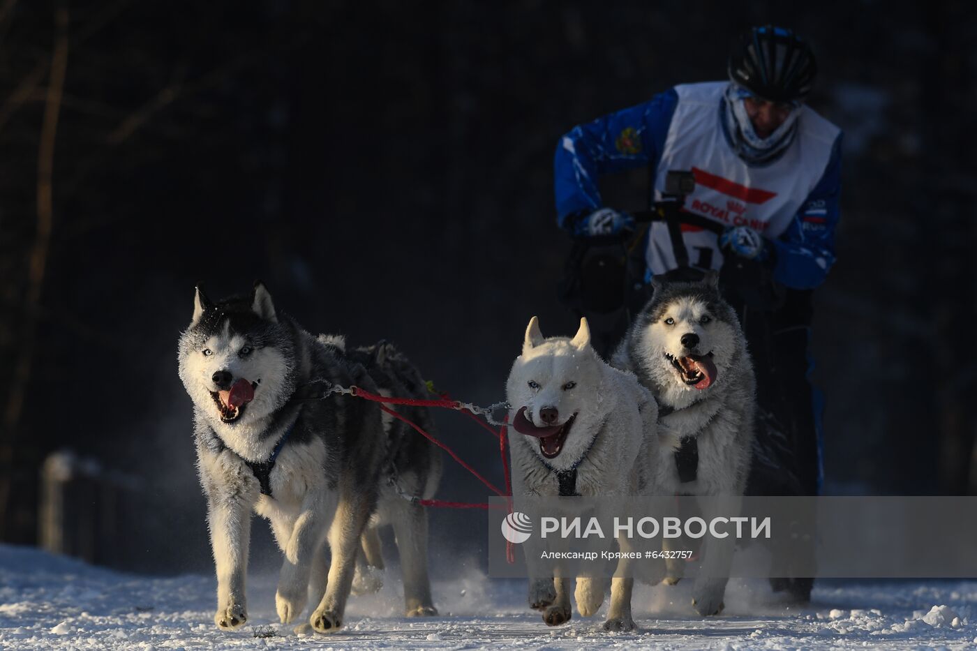 Соревнования по ездовому спорту "Рождественский заезд - 2021" в Новосибирской области