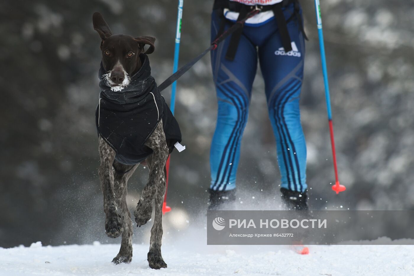Соревнования по ездовому спорту "Рождественский заезд - 2021" в Новосибирской области