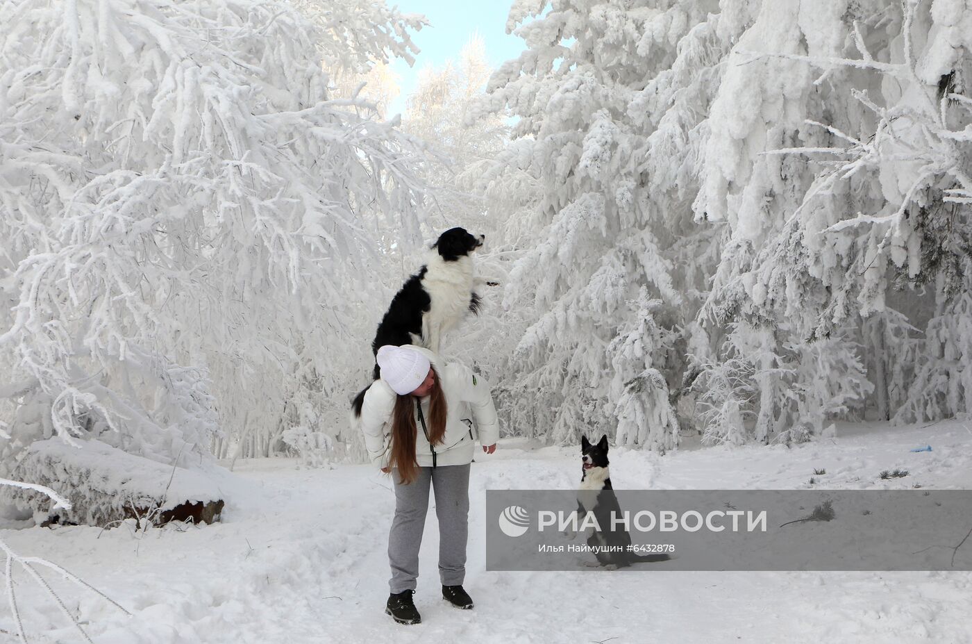 Дрессировка бордер-колли в Красноярском крае