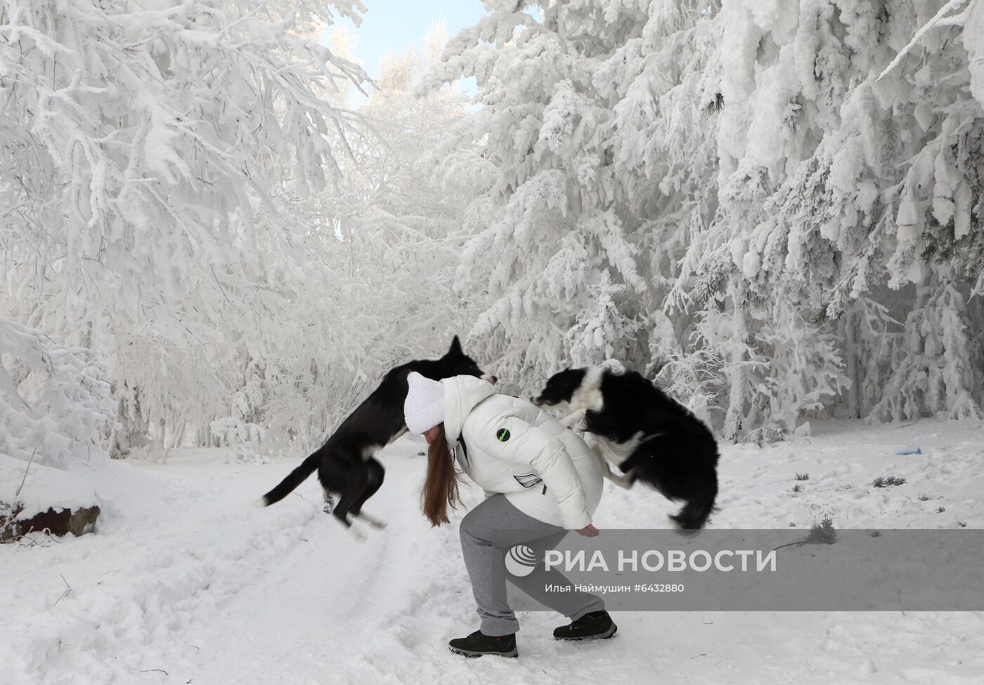 Дрессировка бордер-колли в Красноярском крае