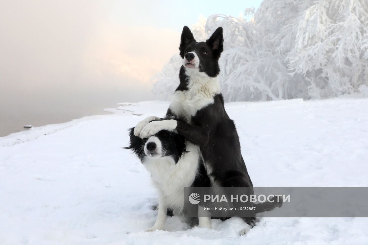 Дрессировка бордер-колли в Красноярском крае