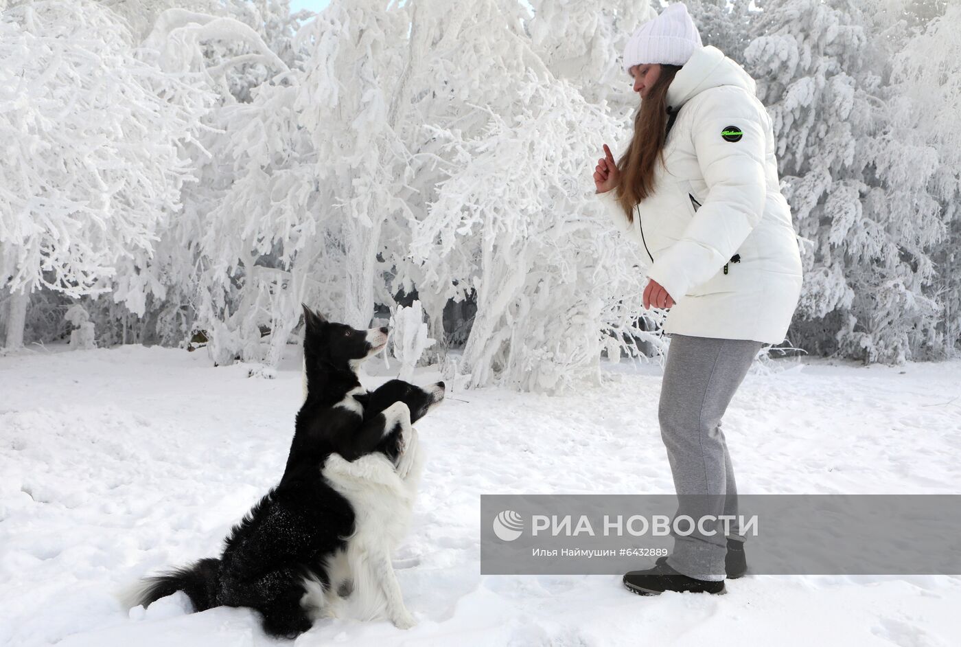 Дрессировка бордер-колли в Красноярском крае